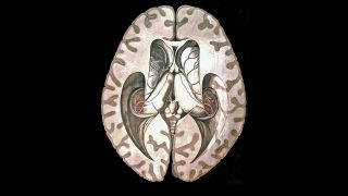 Anatomy- Marie Craven- Dave Bonta