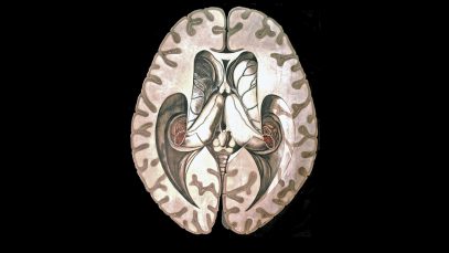 Anatomy- Marie Craven- Dave Bonta