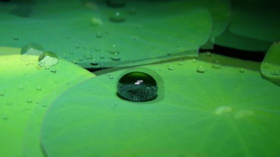 Joining the Lotus Eaters-Marie Craven-Laura M.Kaminski-Australia.mp4