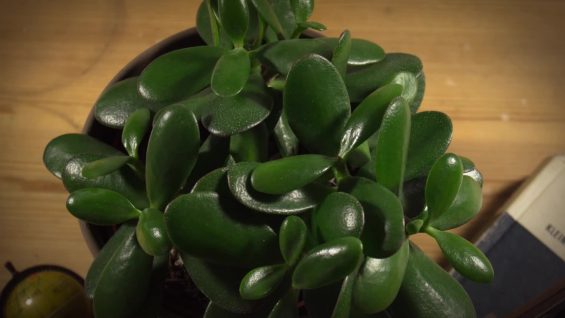 Love in 9 Postcards-Ana Maria Vallejo–Germany.mp4