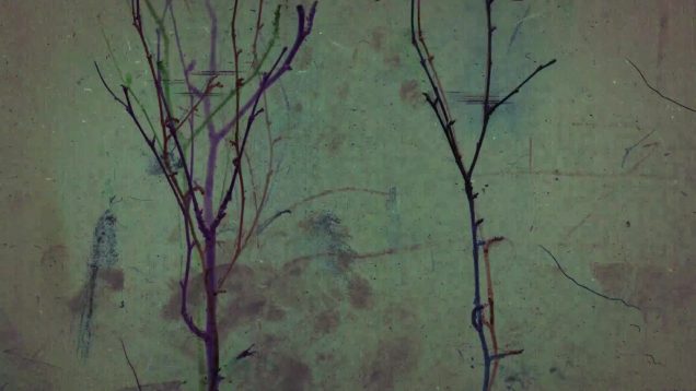 The Trees—They Were Once Good Men-Emma Burghardt Todd Boss-USA.mp4