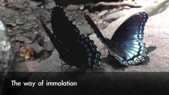 The way of immolation-Peter Stephens–USA.mp4