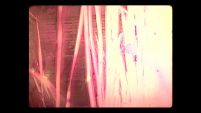 Apolo-General Treegan–Mexico.mp4