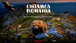 barnes film festival uk