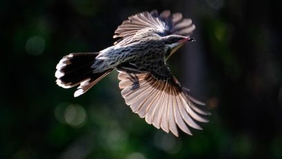 Posthumous-Echoes-Birds-Fall-Friends-Fly1