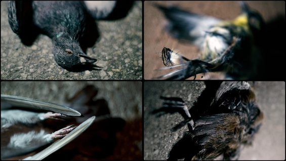 The-Prophetess-Marco-Joubert-Canada1-3