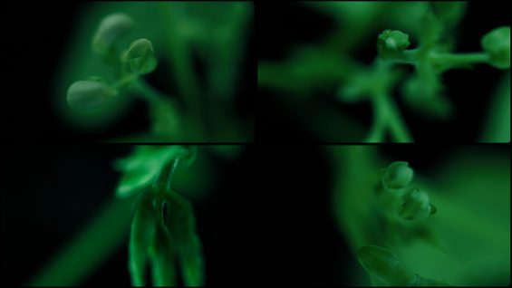 The-Prophetess-Marco-Joubert-Canada1-4