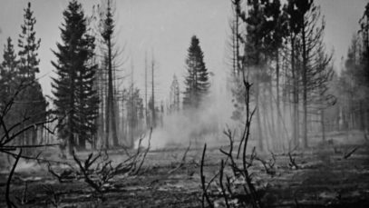 A Burning Forest – Ilan L Cohen – Australia2
