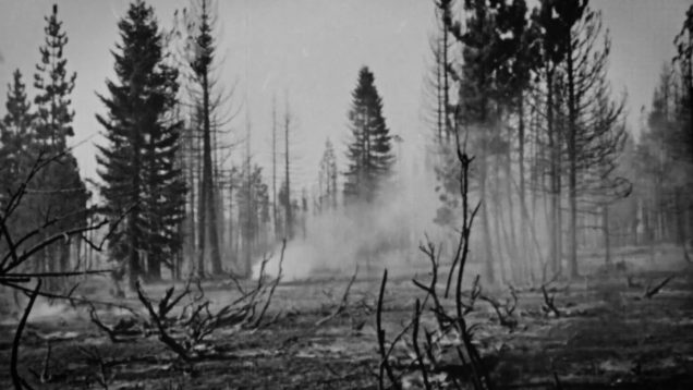 A Burning Forest – Ilan L Cohen – Australia2