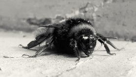 Always the sun – Keith Sargent – UK