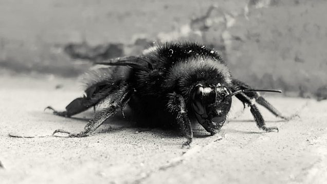 Always the sun – Keith Sargent – UK