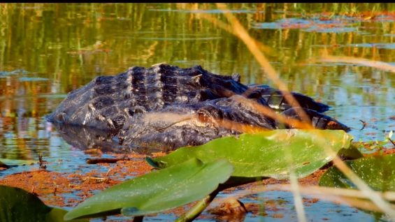 Dream Trash Journal – Ben Mosca – USA