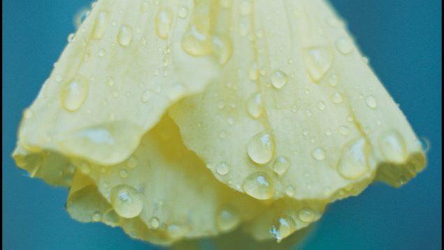 Dream of Water and Song – Sam Luk – Canada5