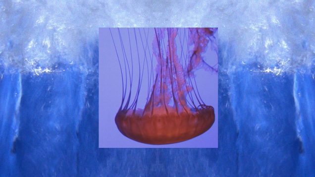 La Rive Virale – Miljana Nikovic – Germany2