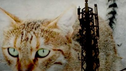 The City is in My Chest – Kazz Torabyeh – Hisham Bustani – Jordan