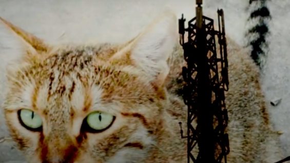 The City is in My Chest – Kazz Torabyeh – Hisham Bustani – Jordan