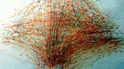 rhizome-radar-21305479