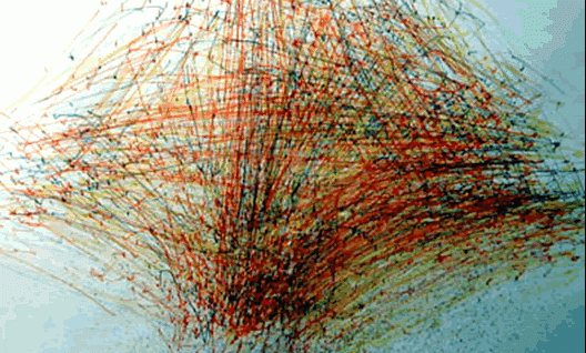 rhizome-radar-21305479